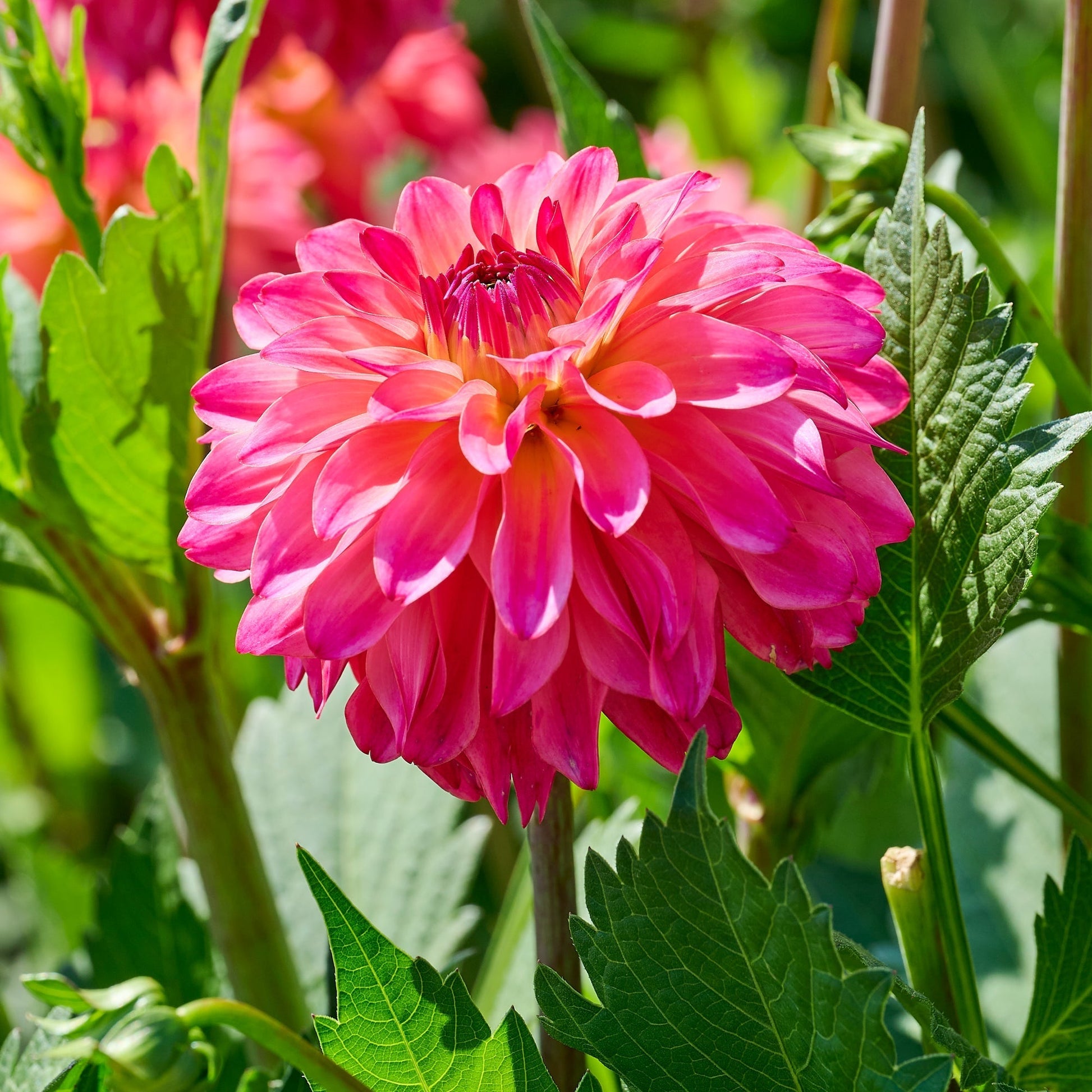 Mieszanka dalii 'Pink mix'
