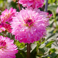 Mieszanka dalii 'Pink mix'