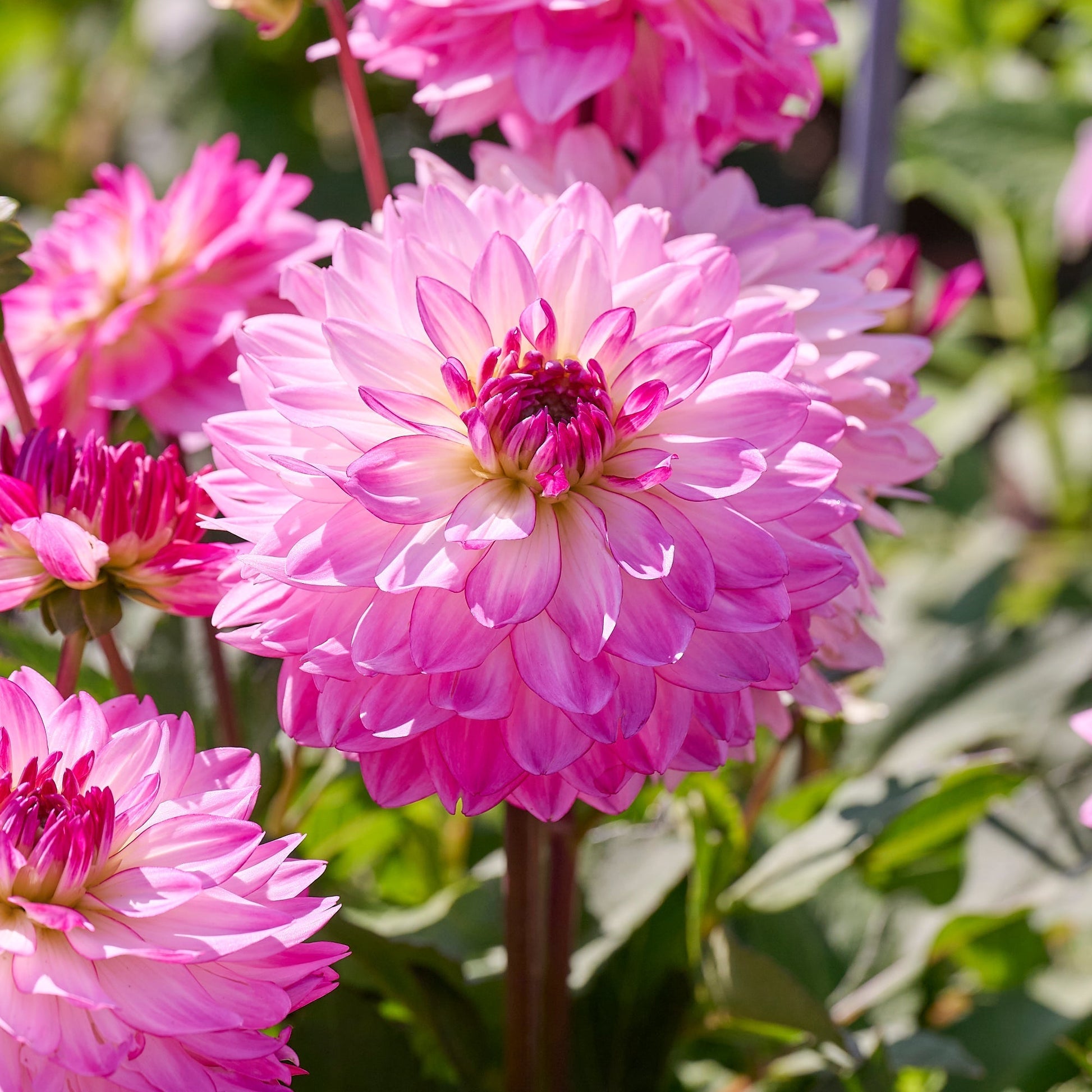 Mieszanka dalii 'Pink mix'