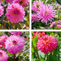 Mieszanka dalii 'Pink mix'