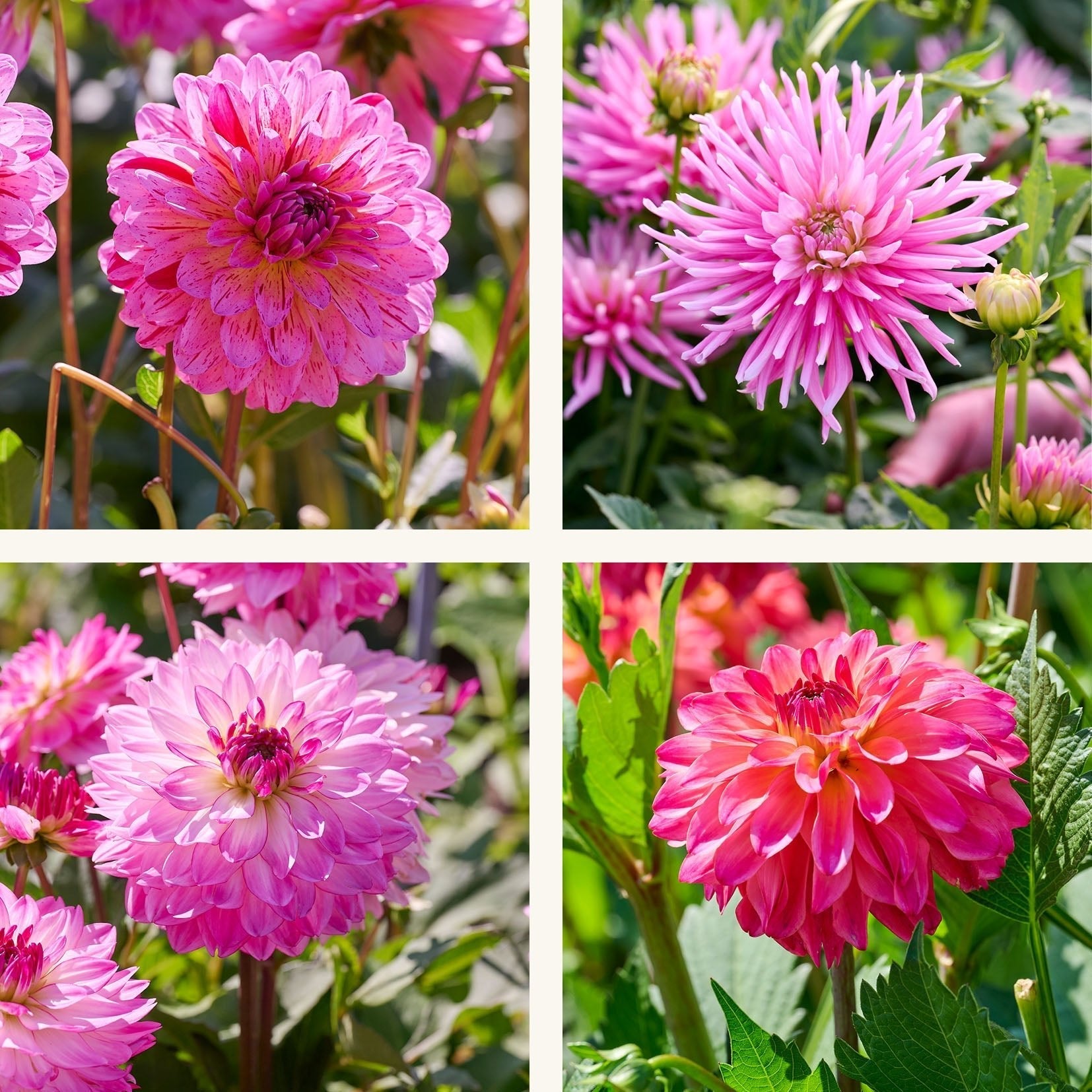 Mieszanka dalii 'Pink mix'