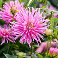 Mieszanka dalii 'Pink mix'