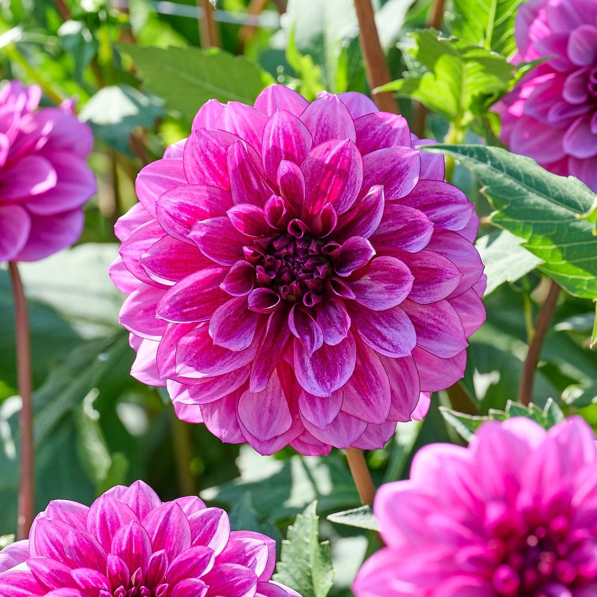 Mieszanka dalii 'Pink/Purple mix'