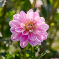 Mieszanka dalii 'Pink/Purple mix'