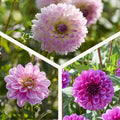 Mieszanka dalii 'Pink/Purple mix'