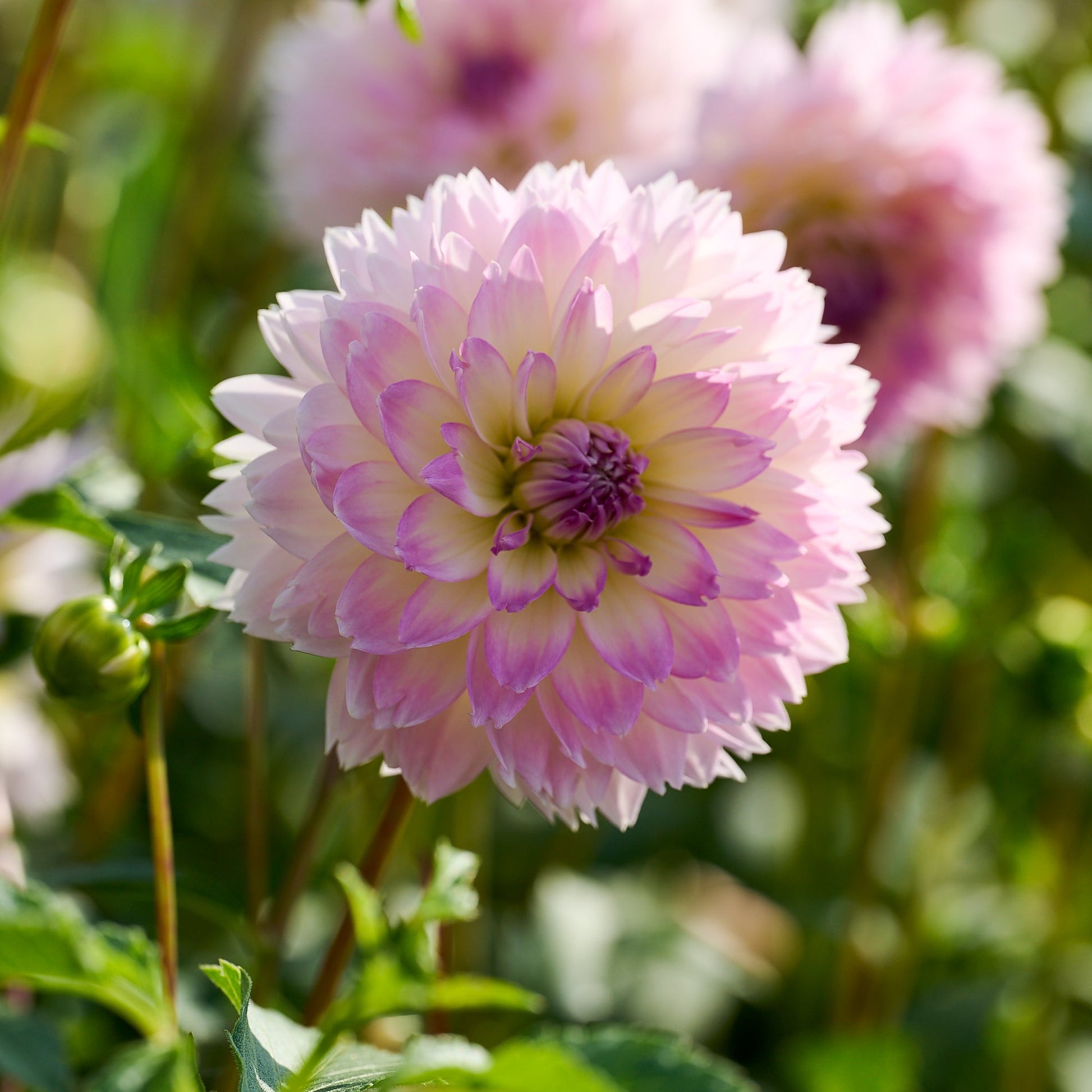 Mieszanka dalii 'Pink/Purple mix'