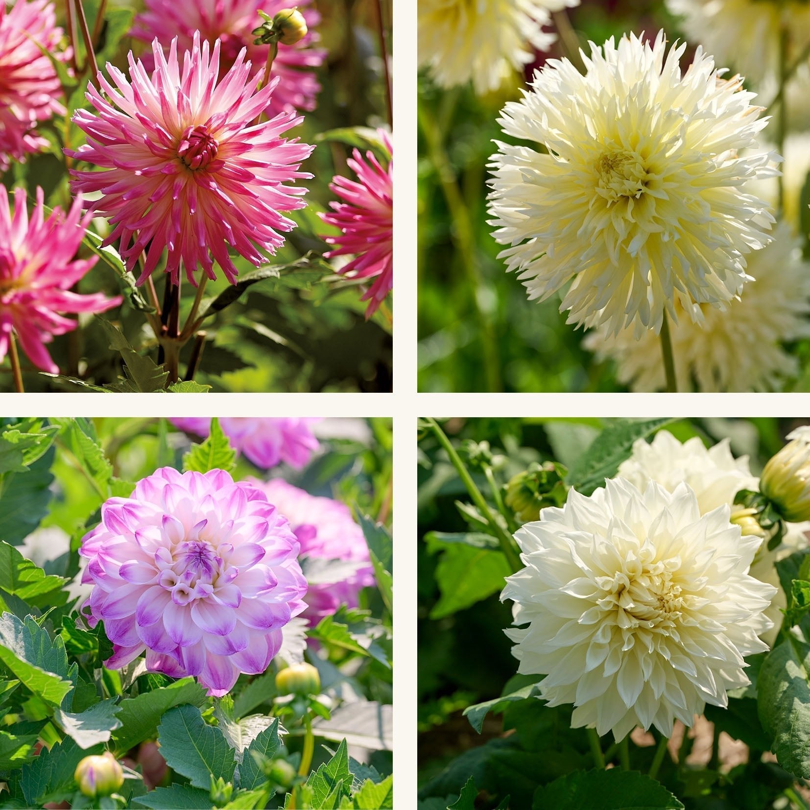 Mieszanka dalii 'Pink/White mix'