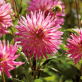 Mieszanka dalii 'Pink/White mix'