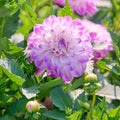 Mieszanka dalii 'Pink/White mix'