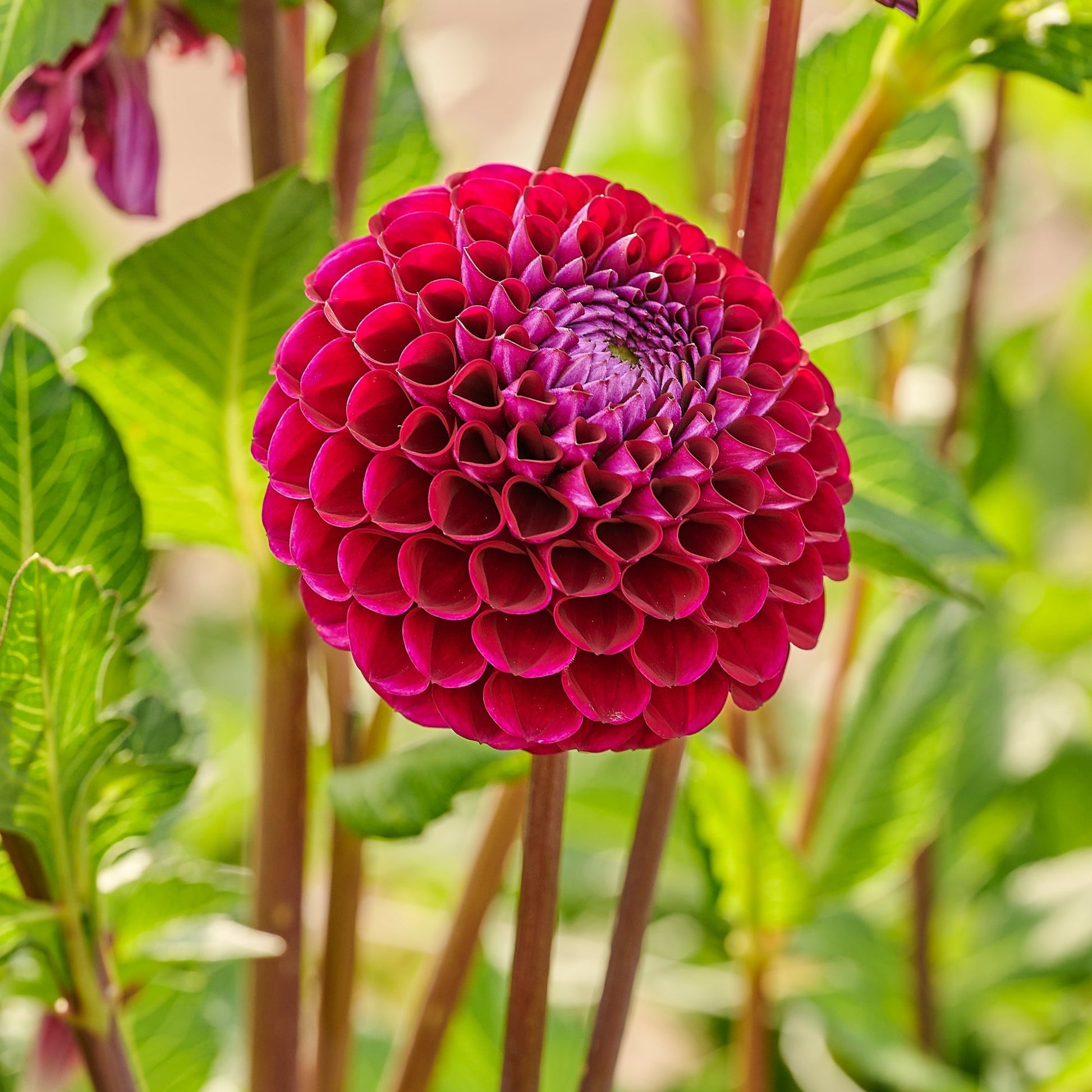 Mieszanka dalii 'Purple mix'