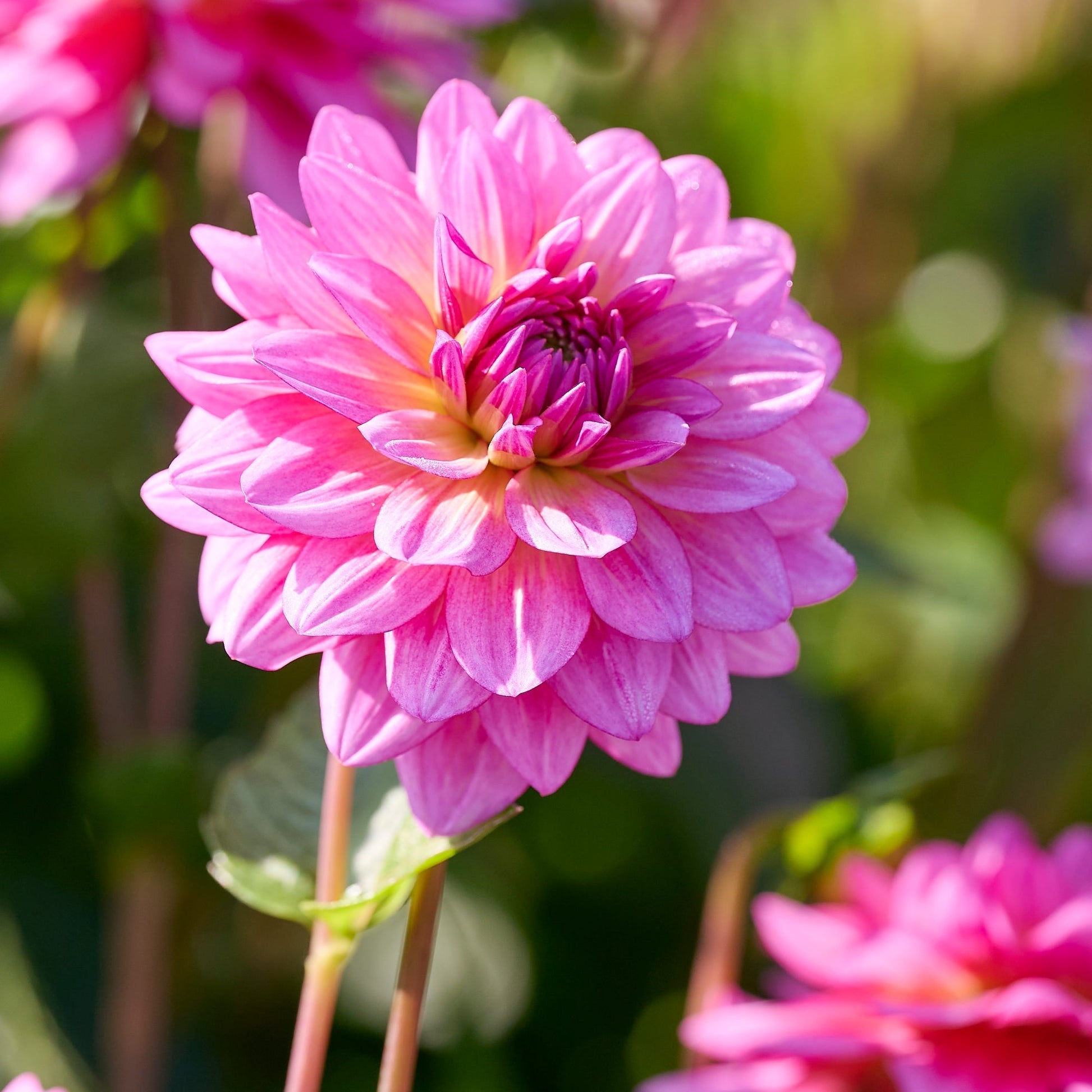 Mieszanka dalii 'Purple mix'