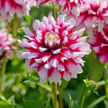 Mieszanka dalii 'Purple mix'