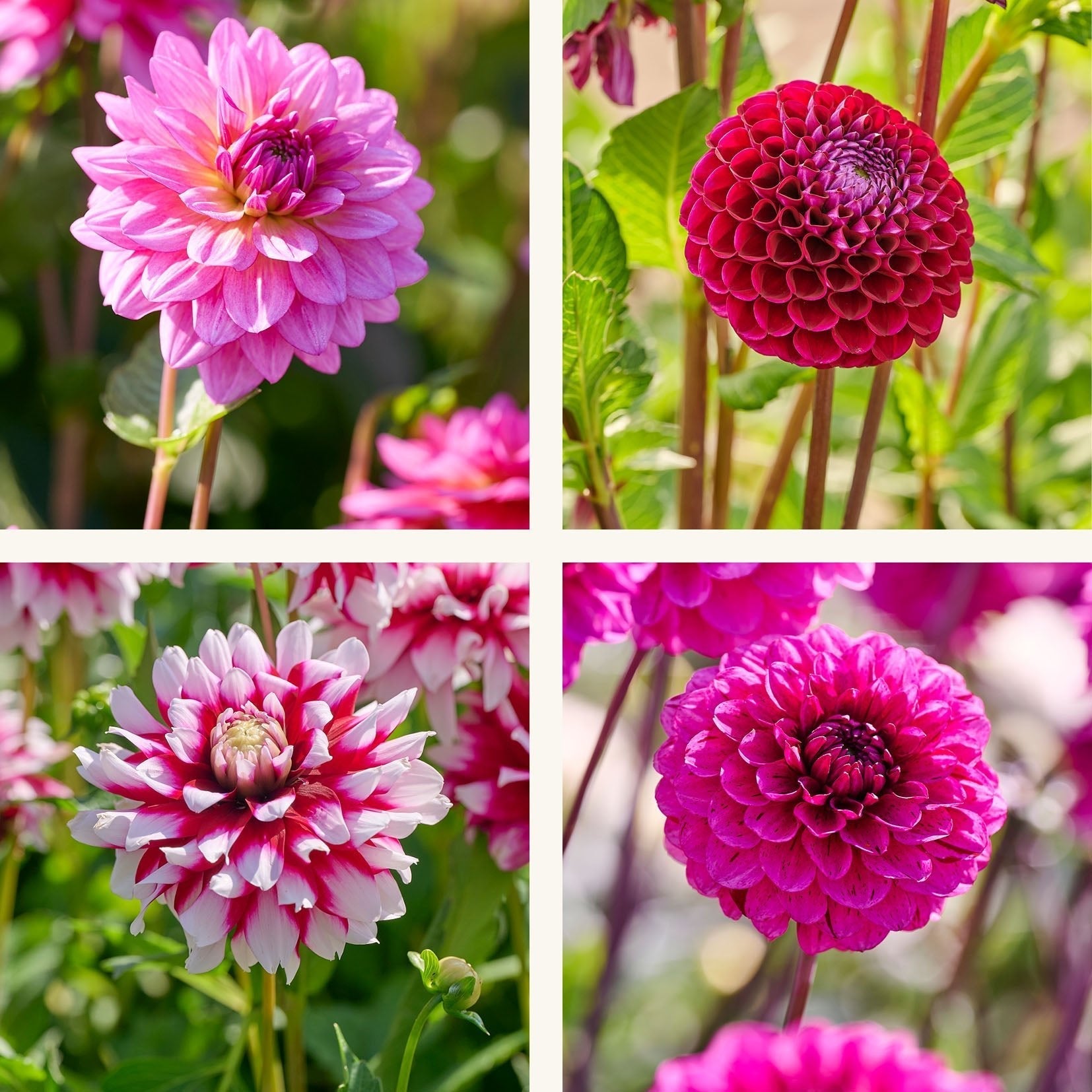 Mieszanka dalii 'Purple mix'