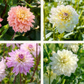 Mieszanka dalii 'Soft pastel Mix'