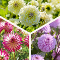 Mieszanka dalii 'Soft pink mix'