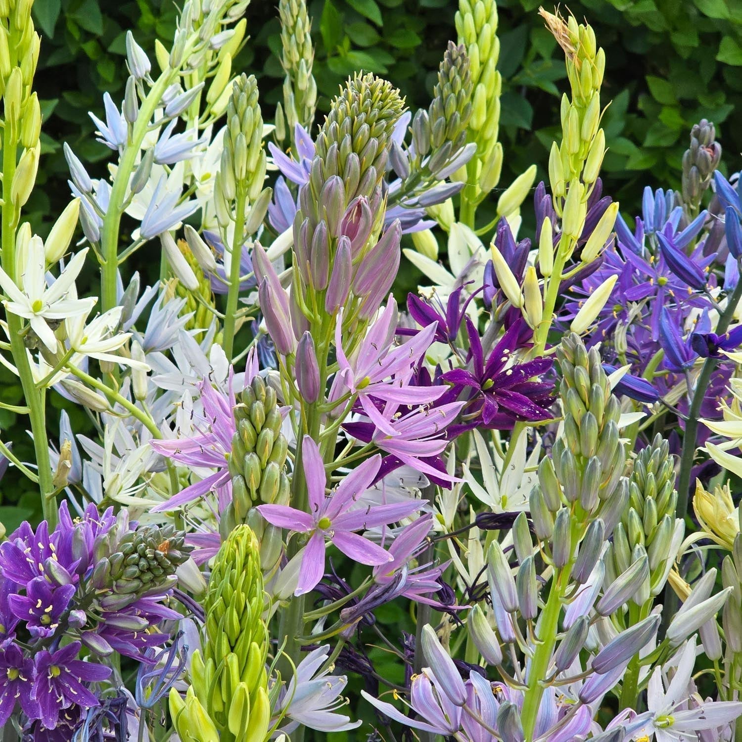 Mieszanka kamasji, Camassia 'Breeder Mixed'