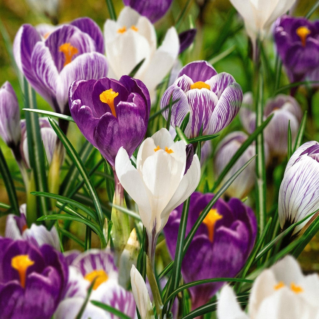 Mieszanka krokusów 'Blue, White & Striped Mixed'