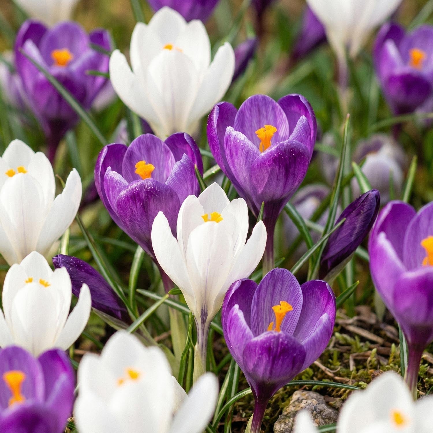 Mieszanka krokusów 'White & Purple Mixed'