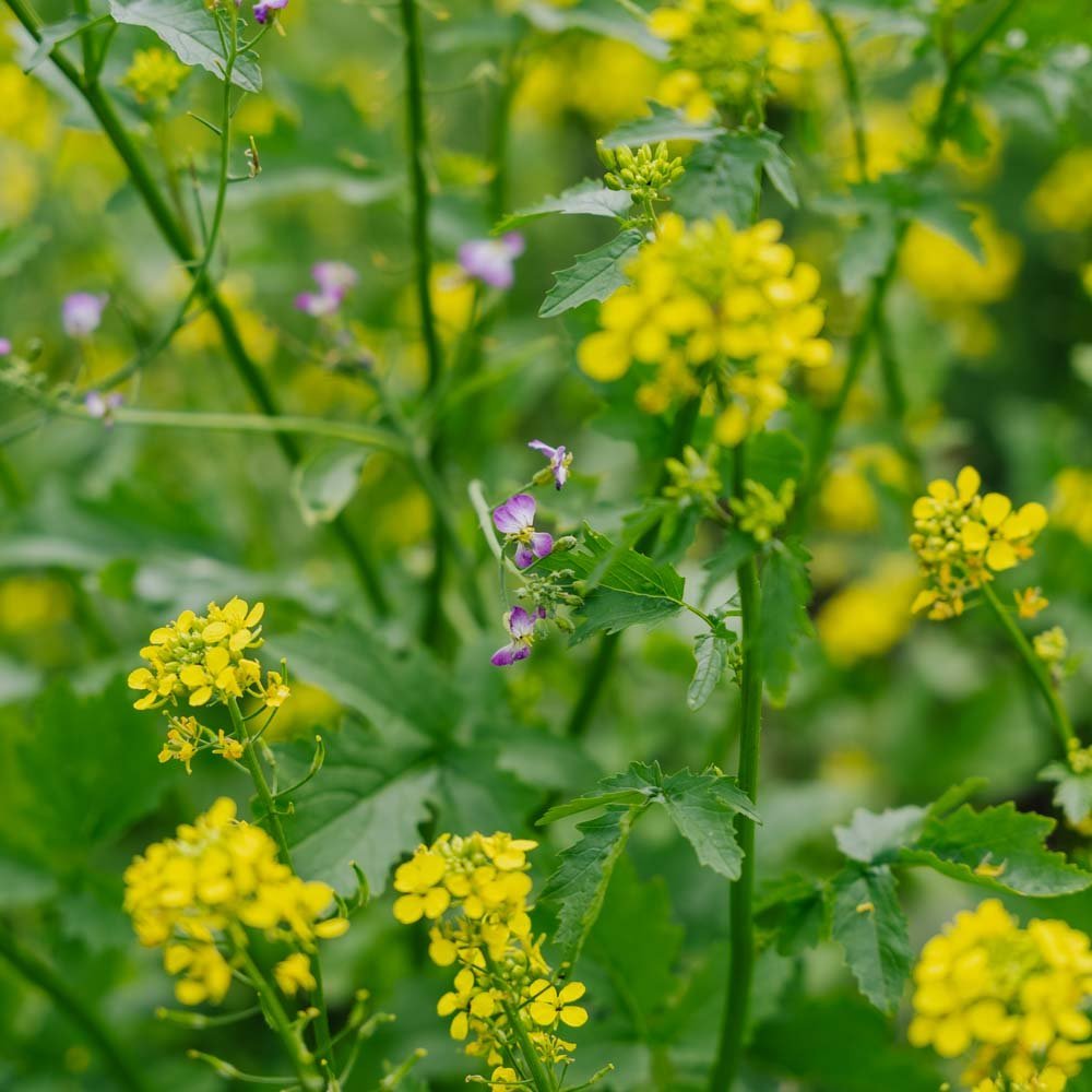 Mieszanka kwiatów 'Beemix' - 200 nasion ekologicznych