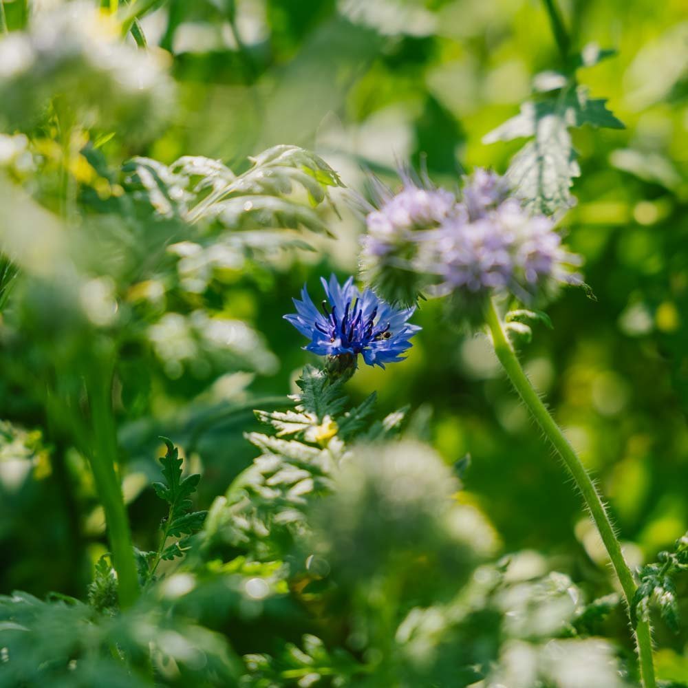Mieszanka kwiatów 'Tübingen' - 150 nasion ekologicznych