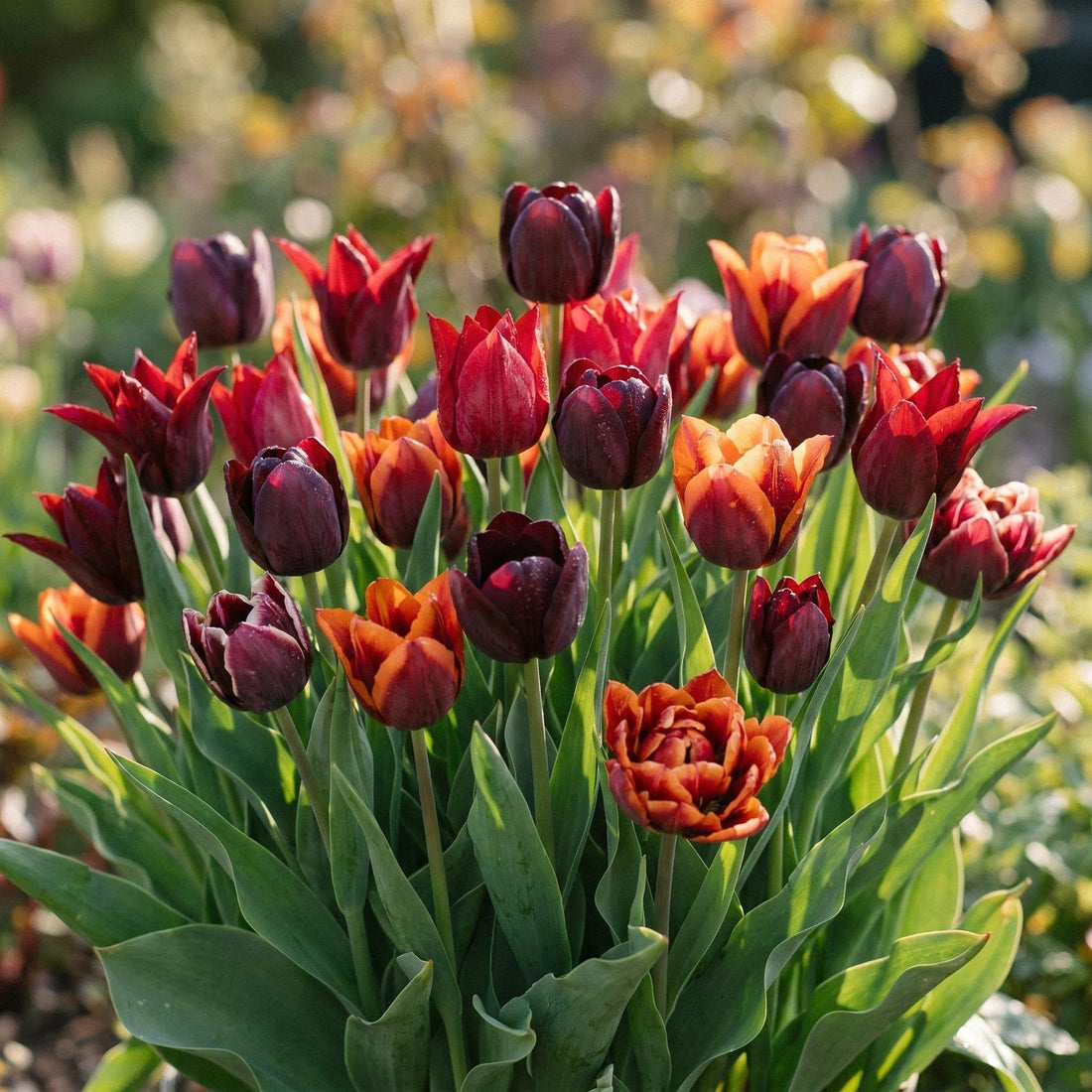 Mieszanka tulipanów 'After Dusk Bouquet Mix'