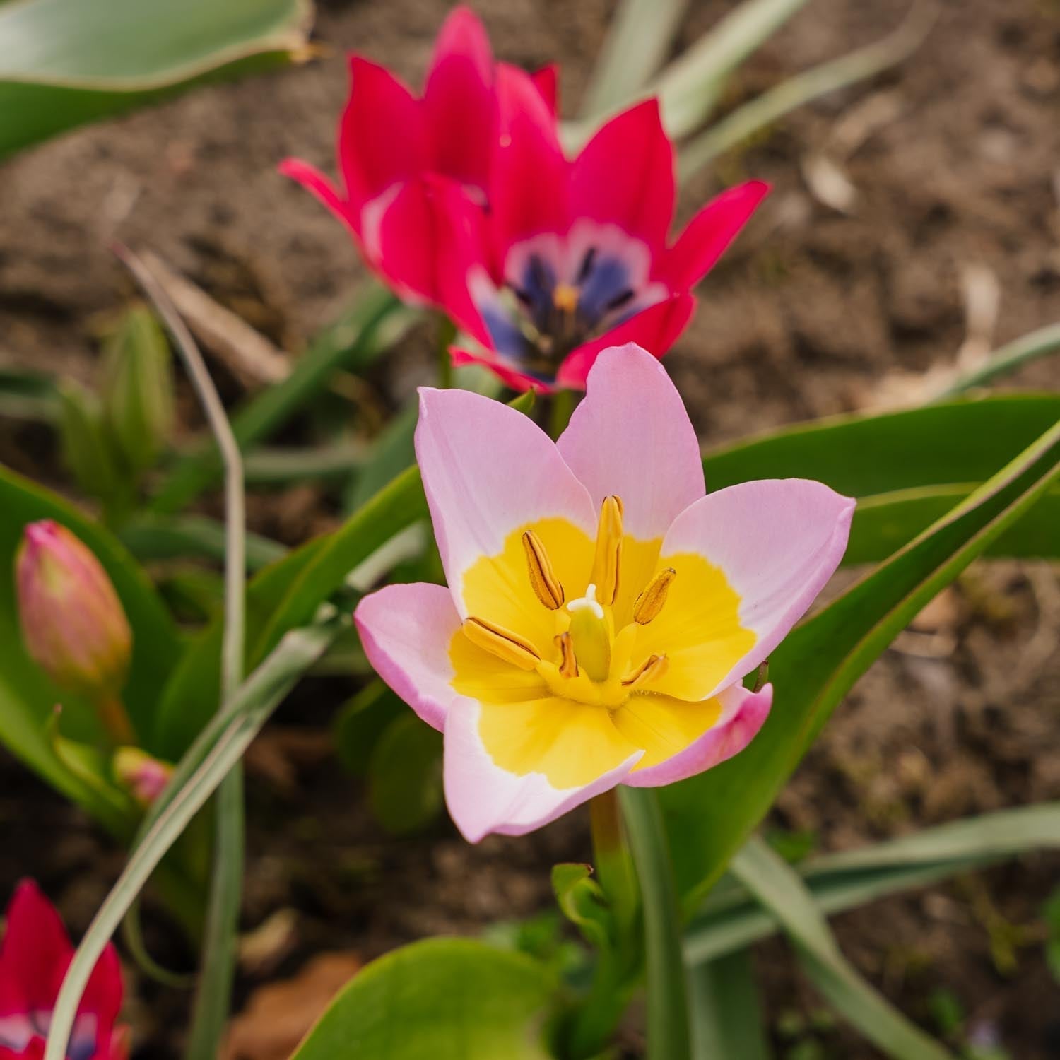 Mieszanka tulipanów 'Botanical Mixed'