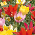 Mieszanka tulipanów 'Botanical Mixed'