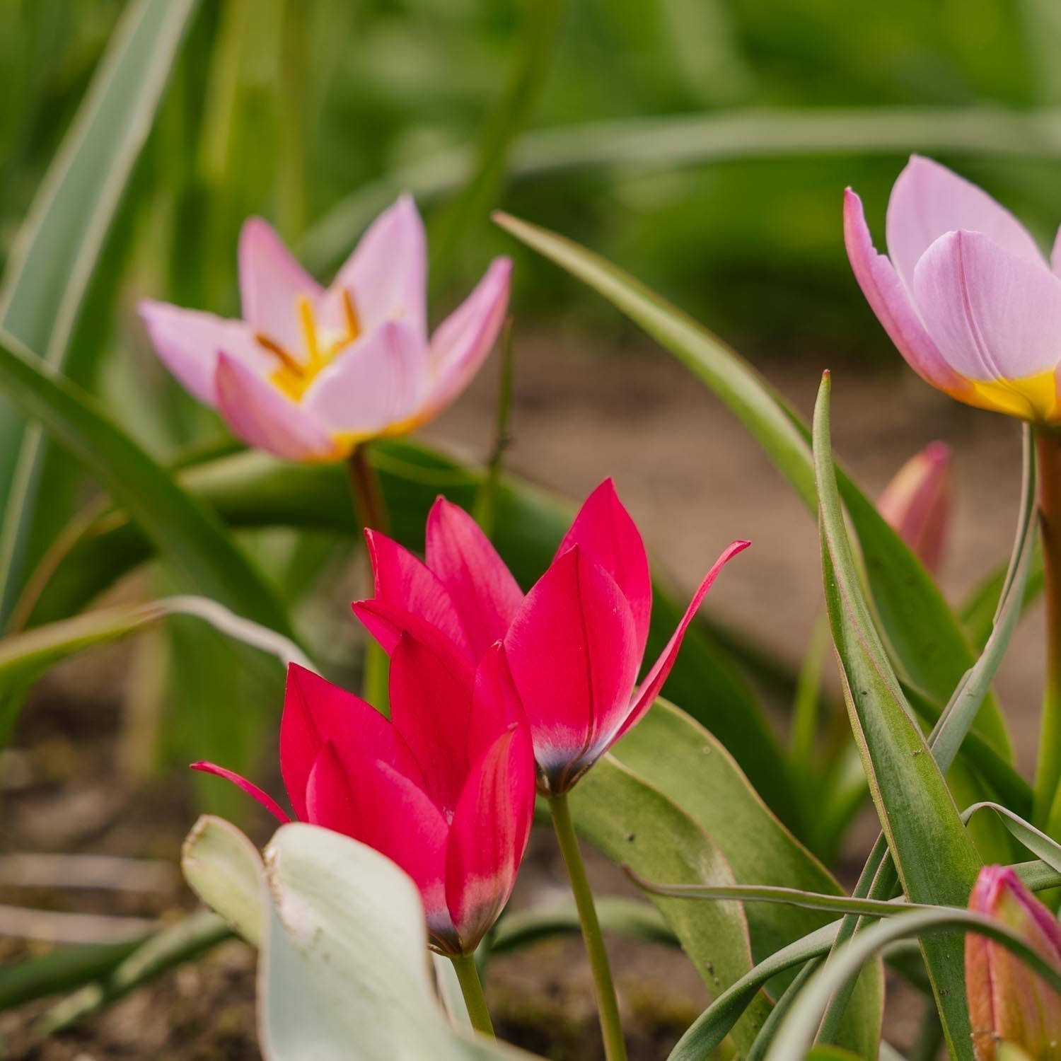 Mieszanka tulipanów 'Botanical Mixed'