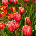Mieszanka tulipanów 'Darwin Hybrid Mixed'