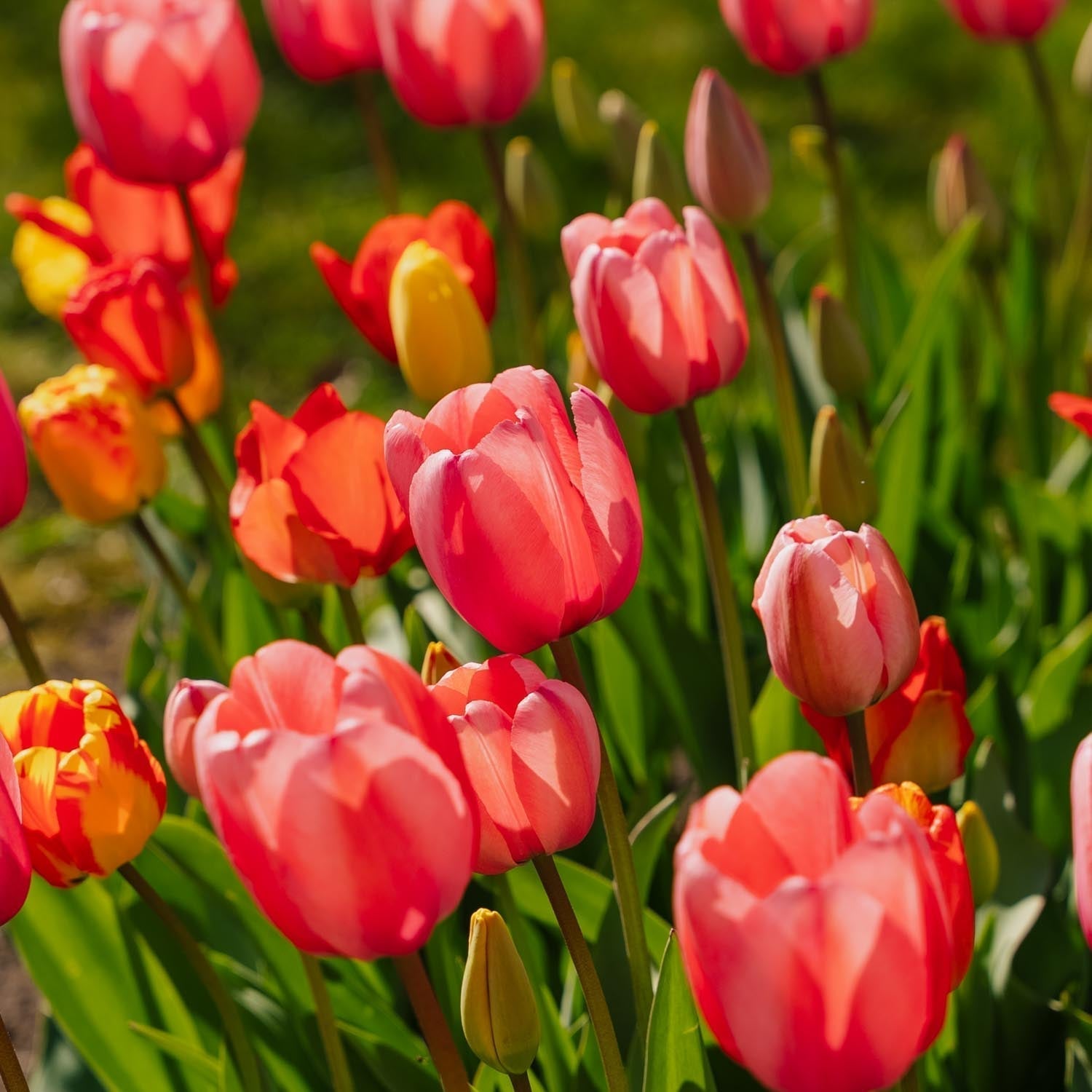 Mieszanka tulipanów 'Darwin Hybrid Mixed'