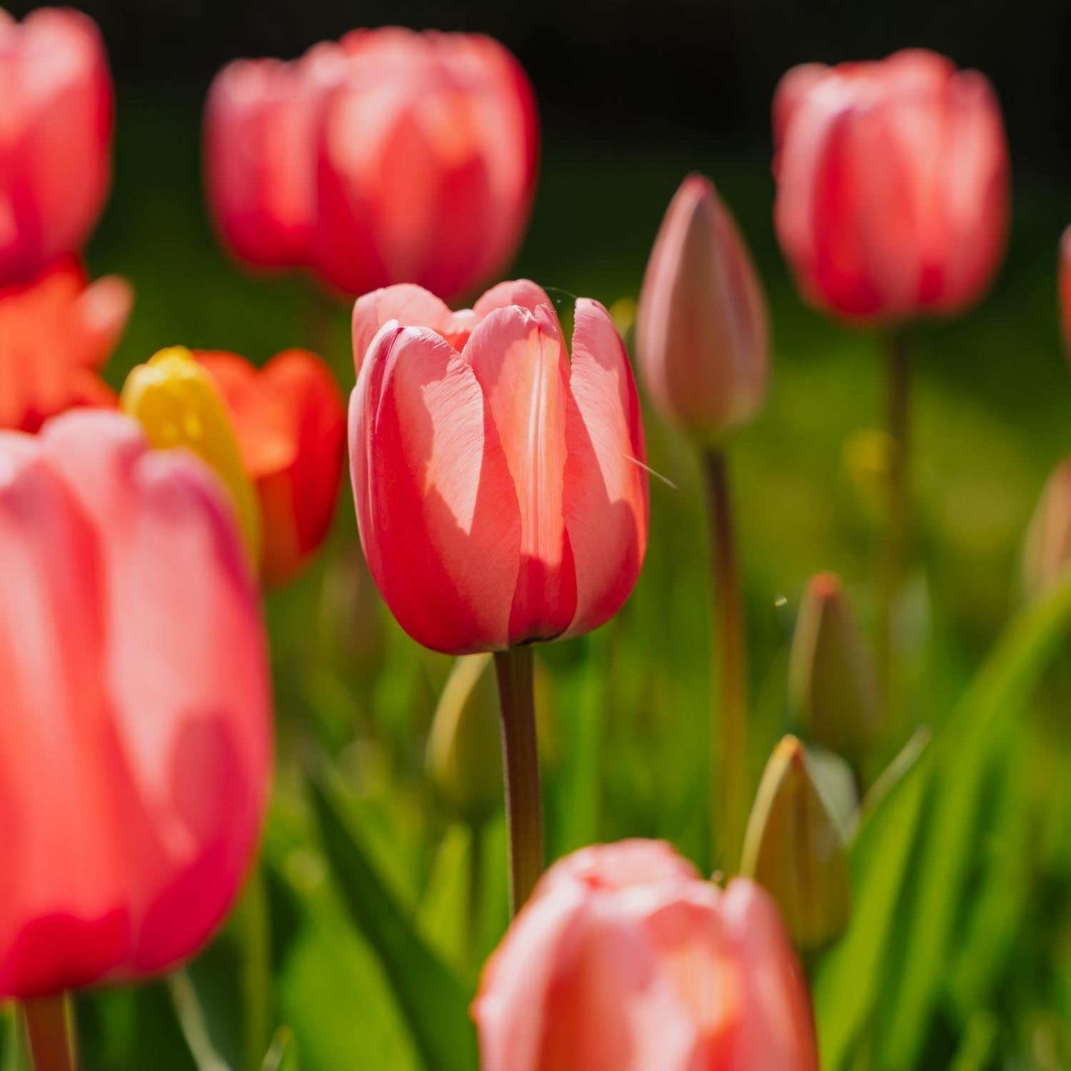 Mieszanka tulipanów 'Darwin Hybrid Mixed'