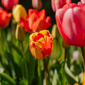 Mieszanka tulipanów 'Darwin Hybrid Mixed'