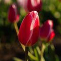Mieszanka tulipanów 'Delight Mixed'