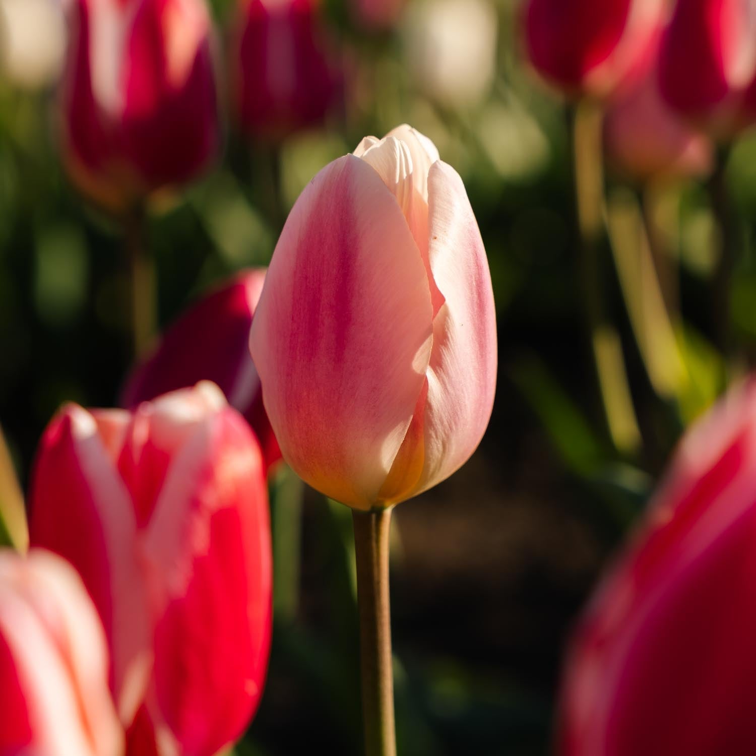 Mieszanka tulipanów 'Delight Mixed'