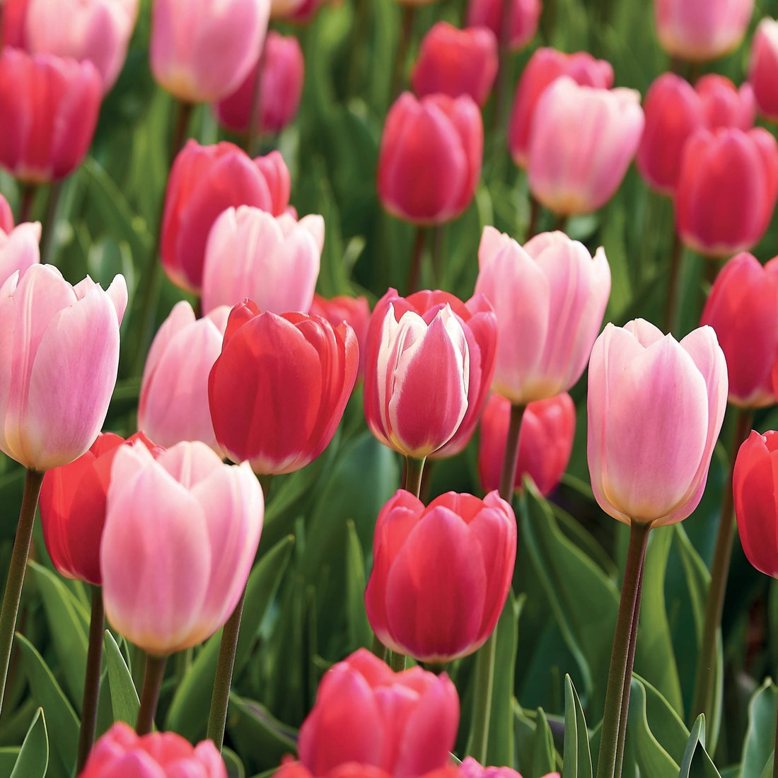 Mieszanka tulipanów 'Delight Mixed'