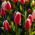Mieszanka tulipanów 'Delight Mixed'