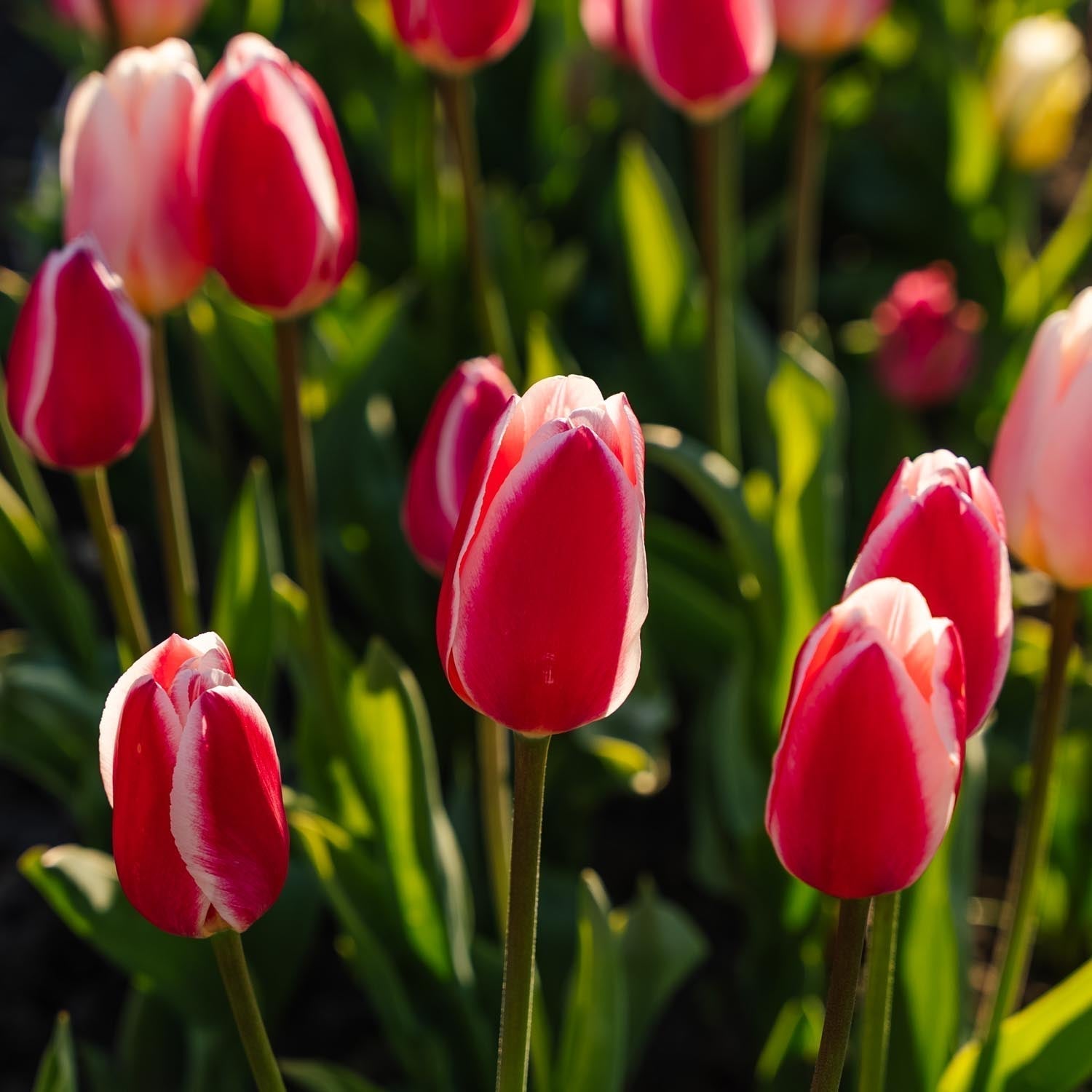 Mieszanka tulipanów 'Delight Mixed'