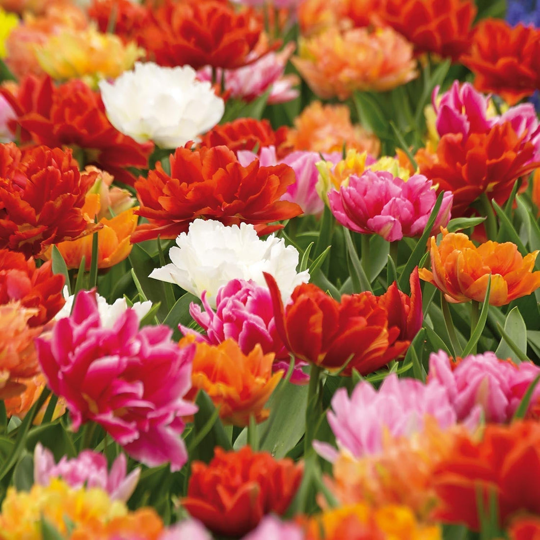 Mieszanka tulipanów 'Double Early Mixed'