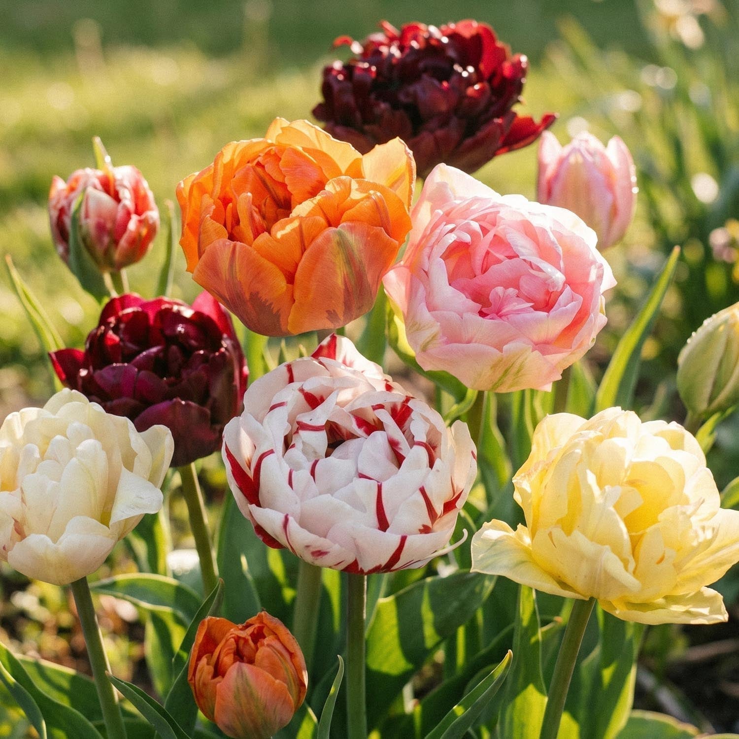 Mieszanka tulipanów 'Double Late Mixed'