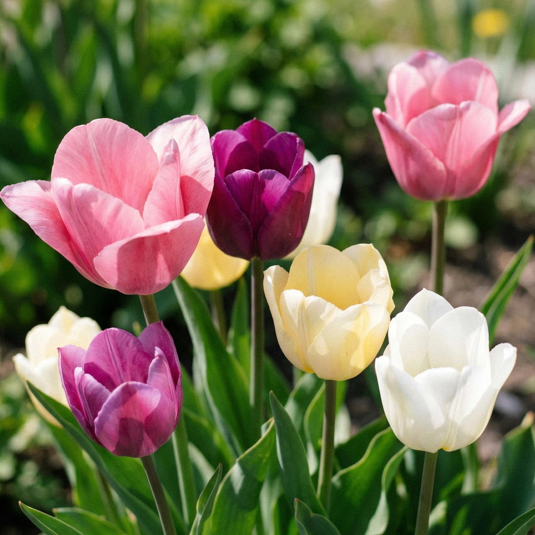 Mieszanka tulipanów 'Easter Basket Mixed'