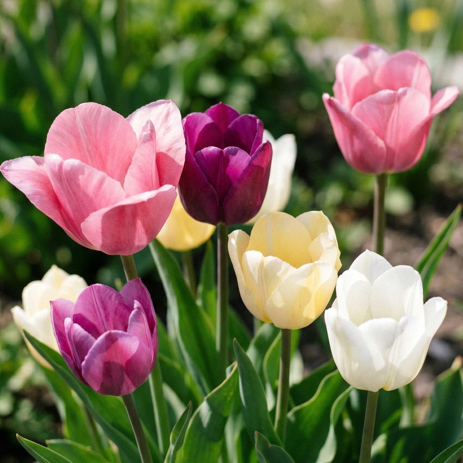 Mieszanka tulipanów 'Easter Basket Mixed'