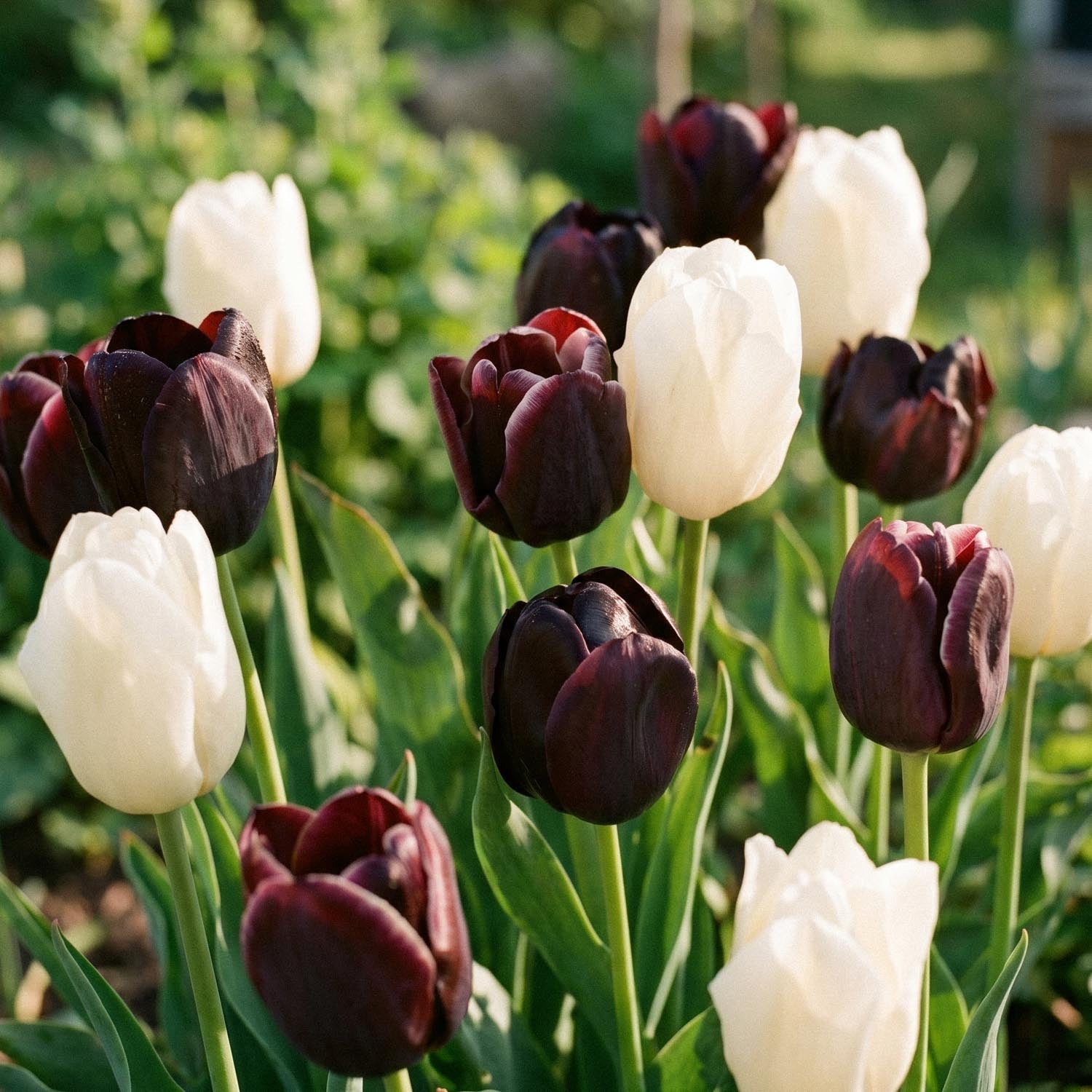 Mieszanka tulipanów 'Ebony&Ivory Mixed'