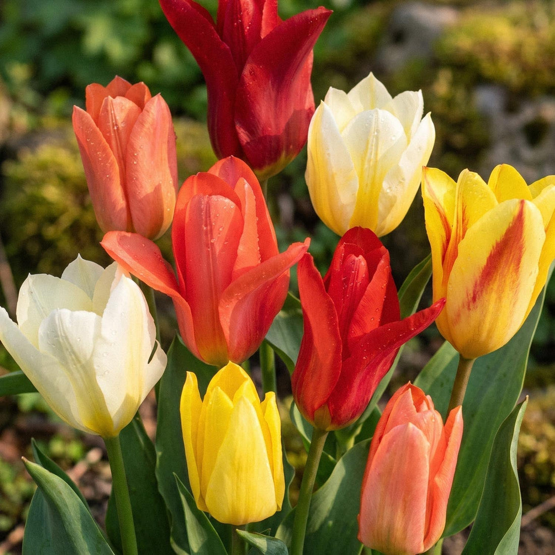 Mieszanka tulipanów 'Fosteriana Mixed'