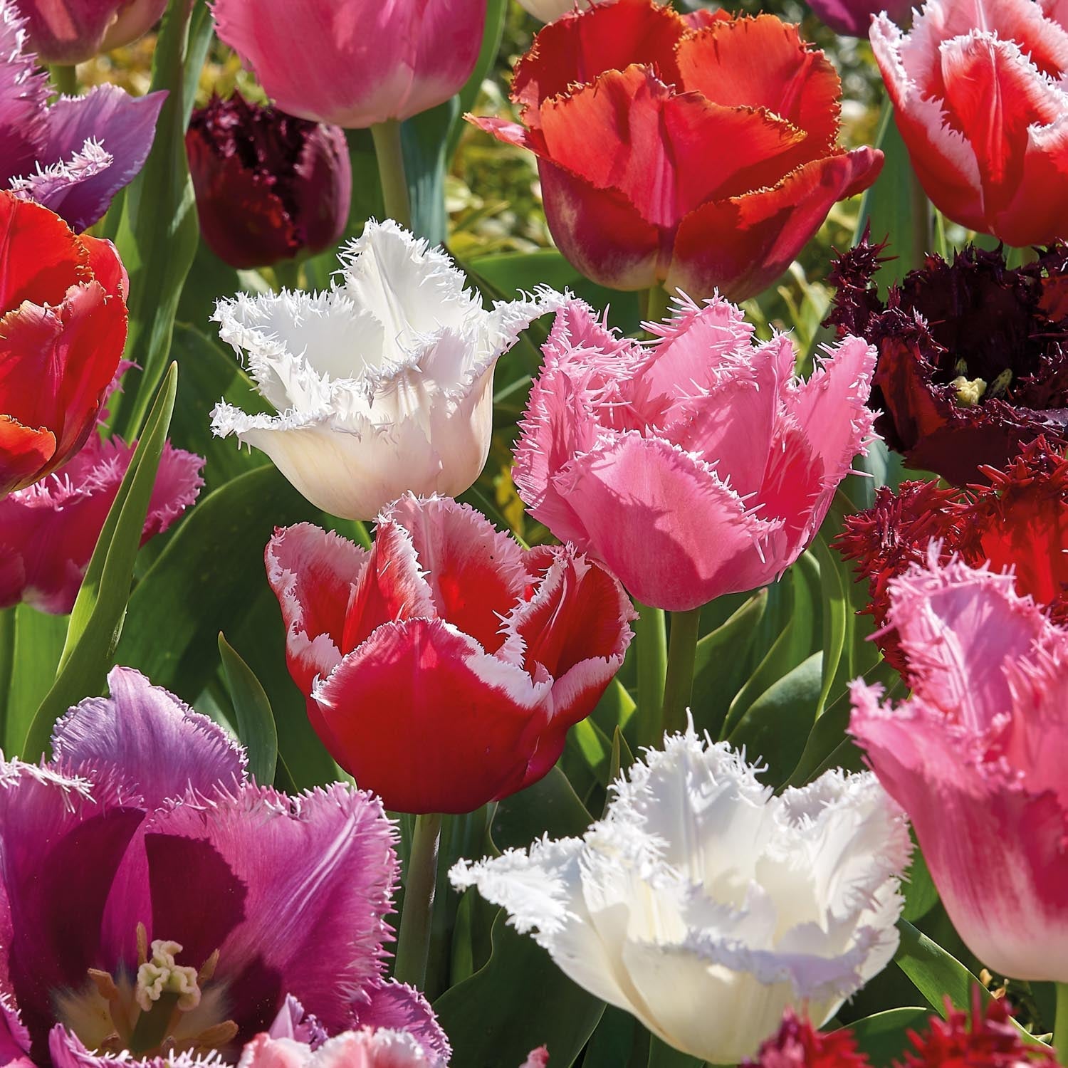 Mieszanka tulipanów 'Fringed Mixed'