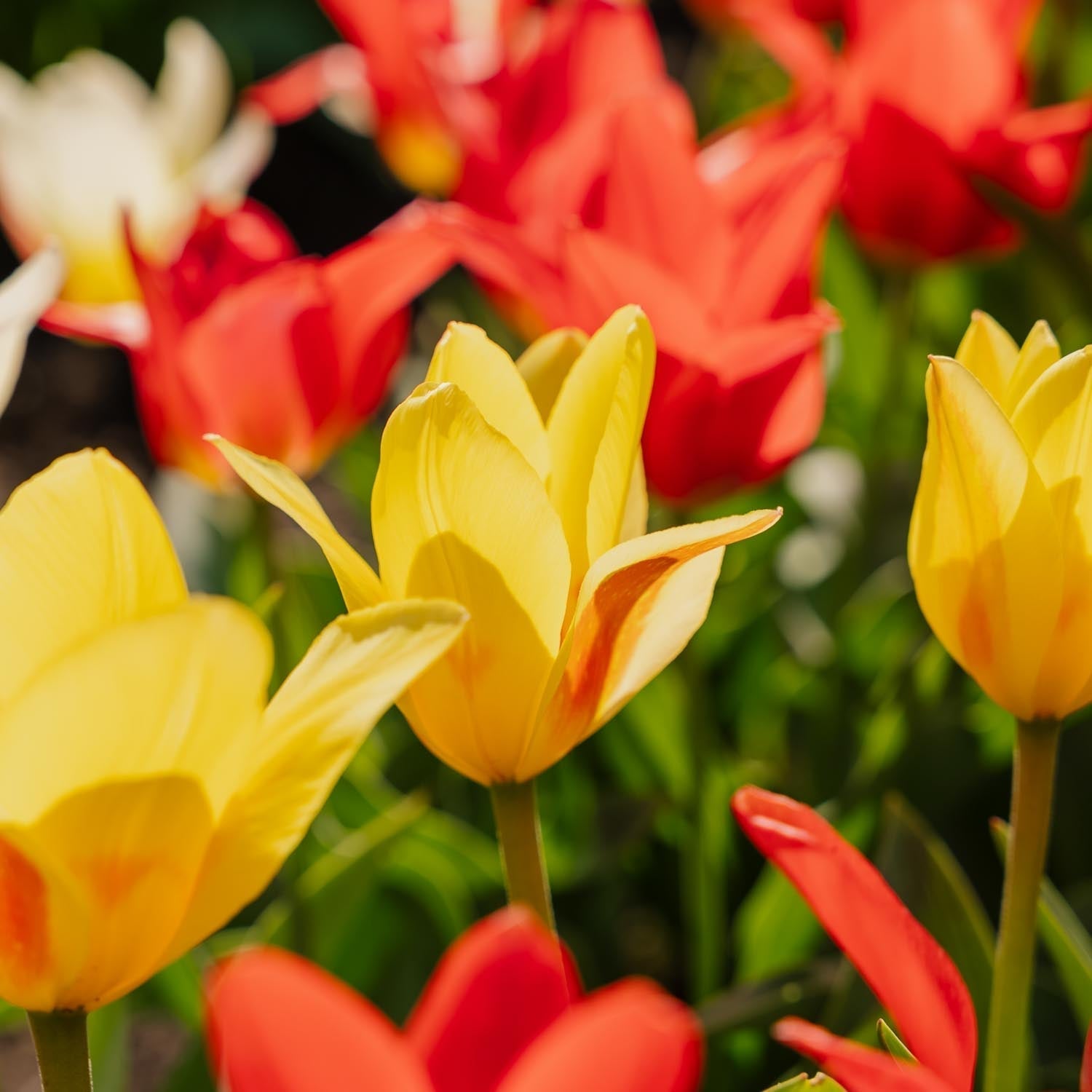 Mieszanka tulipanów 'Greigii Mixed'
