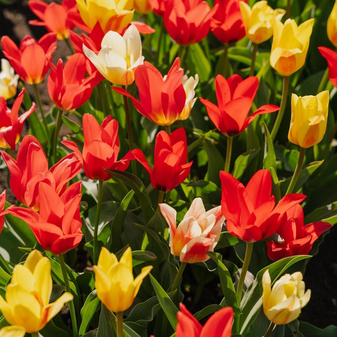 Mieszanka tulipanów 'Greigii Mixed'