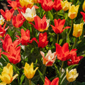 Mieszanka tulipanów 'Greigii Mixed'