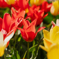 Mieszanka tulipanów 'Greigii Mixed'