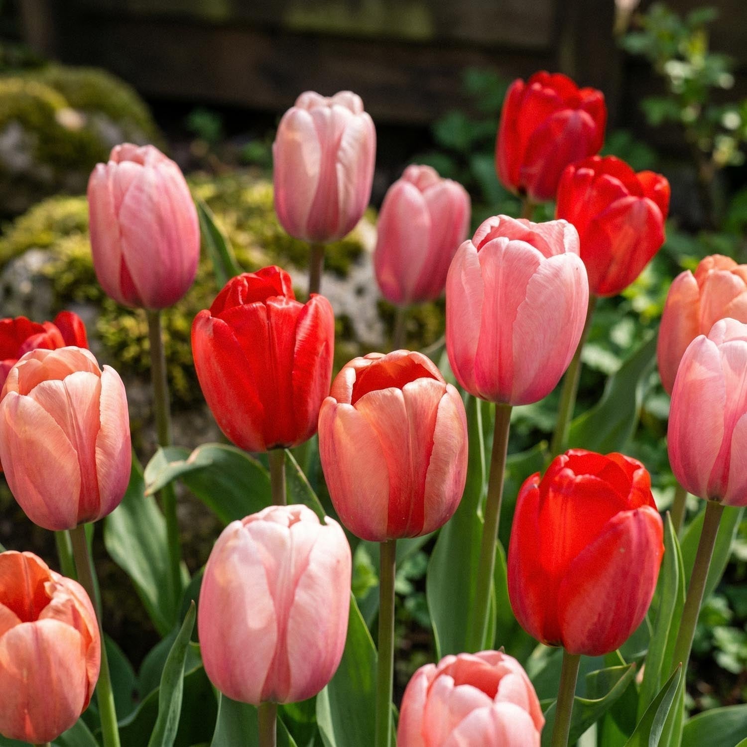 Mieszanka tulipanów 'Impression Mixed'