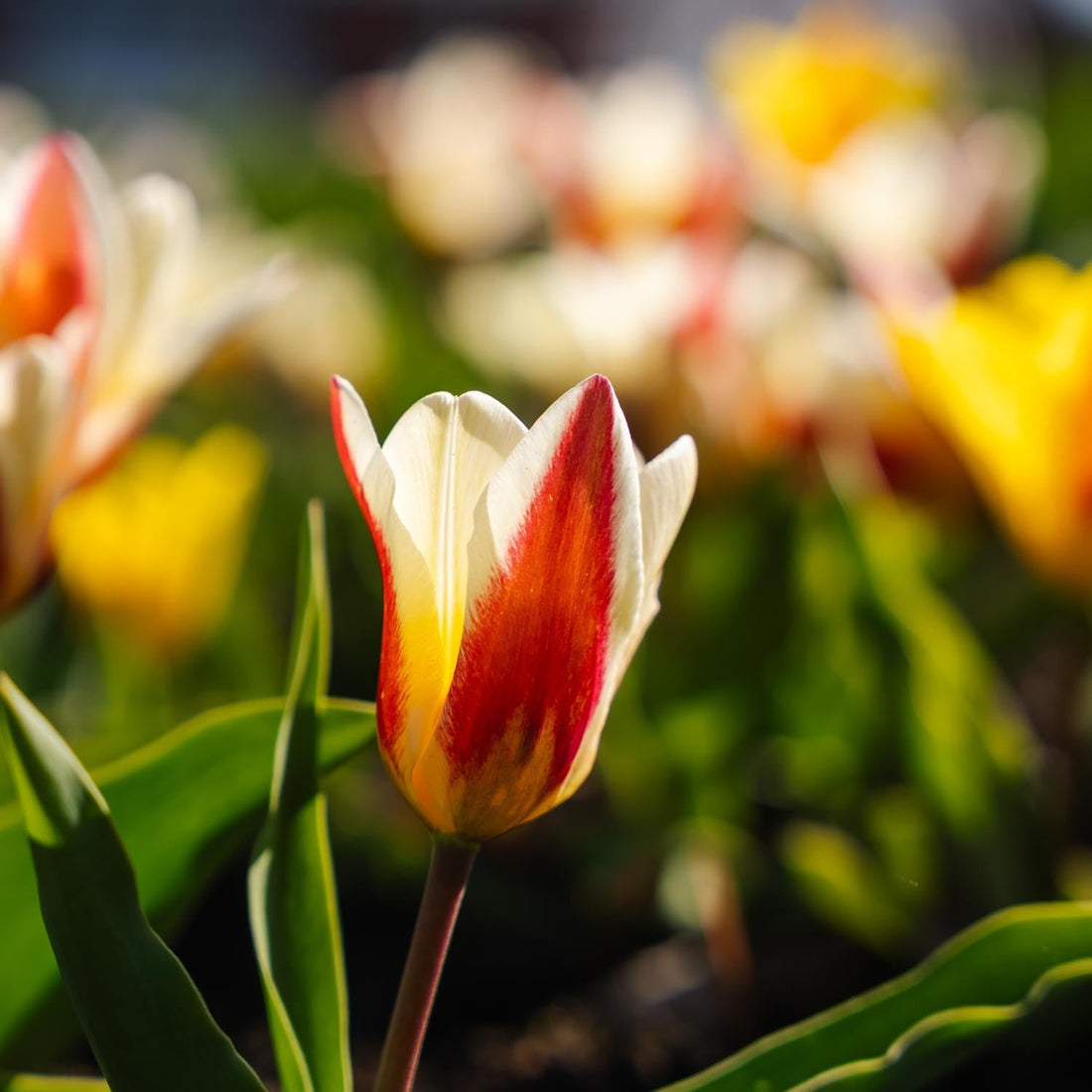 Mieszanka tulipanów 'Kaufmanniana Mixed'
